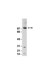 WB: Rat brain microsome extract probed with anti-mGluR2/3 at 0.5g/ml