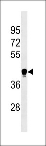 LILRA6 Antibody western blot of K562 cell line lysates (35 ug/lane). The LILRA6 antibody detected the LILRA6 protein (arrow).