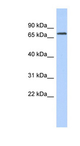 LPP antibody LS-C102546 Western blot of COLO205 cell lysate.