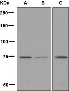 Western blot analysis on (A) Caco-2, (B) 293T, and (C) HeLa cell lysates using anti-LPP antibody.