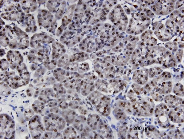 Immunoperoxidase of monoclonal antibody to LIMD1 on formalin-fixed paraffin-embedded human pancreas. [antibody concentration 3 ug/ml]
