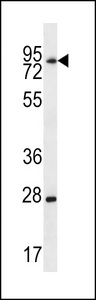 LIMD1 Antibody western blot of mouse brain tissue lysates (35 ug/lane). The LIMD1 antibody detected the LIMD1 protein (arrow).