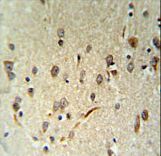LIMD2 Antibody IHC of formalin-fixed and paraffin-embedded human brain tissue followed by peroxidase-conjugated secondary antibody and DAB staining.