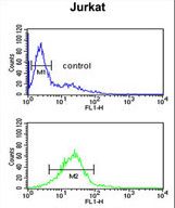 LIMD2 Antibody flow cytometry of Jurkat cells (bottom histogram) compared to a negative control cell (top histogram). FITC-conjugated goat-anti-rabbit secondary antibodies were used for the analysis.
