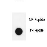 Dot blot of anti-Phospho-LIMK1 (Thr508) antibody Phospho-specific antibody on nitrocellulose membrane. 50ng of Phospho-peptide or Non Phospho-peptide per dot were adsorbed. Antibody working concentrations are 0.6ug per ml.