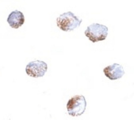Immunocytochemistry of GNPDA2 in 293 cells with GNPDA2 antibody at 4 ug/ml.