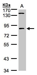 Sample (30g whole cell lysate). A:293T. 7.5% SDS PAGE. LIMK2 antibody diluted at 1:1000