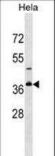 GOLPH3L Antibody western blot of HeLa cell line lysates (35 ug/lane). The GOLPH3L antibody detected the GOLPH3L protein (arrow).
