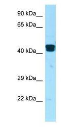 LIMS1 / PINCH antibody Western Blot of U937.