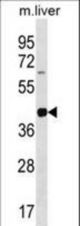 Mouse Lims2 Antibody western blot of mouse liver tissue lysates (35 ug/lane). The Lims2 antibody detected the Lims2 protein (arrow).
