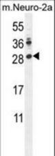 LIN28A Antibody western blot of mouse Neuro-2a cell line lysates (35 ug/lane). The LIN28A antibody detected the LIN28A protein (arrow).