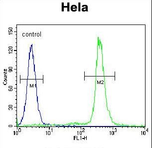 LIN28A Antibody flow cytometry of HeLa cells (right histogram) compared to a negative control cell (left histogram). FITC-conjugated goat-anti-rabbit secondary antibodies were used for the analysis.