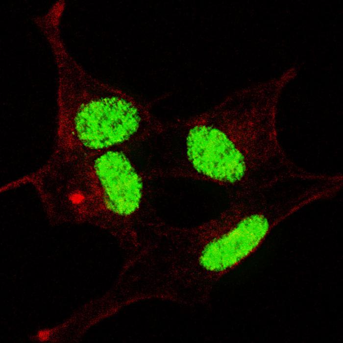 Fluorescent confocal image of SY5Y cells stained with phospho- LIN28- S134 antibody. SY5Y cells were fixed with 4% PFA (20 min), permeabilized with Triton X-100 (0.2%, 30 min). Cells were then incubated phospho- LIN28- S134 primary antibody (1:100, 2 h at room temperature). For secondary antibody, Alexa Fluor 488 conjugated donkey anti-rabbit antibody (green) was used (1:1000, 1h). Nuclei were counterstained with Hoechst 33342 (blue) (10 ug/ml, 5 min). Note the highly specific localization of the phospho- LIN28 immunosignal mainly to the nucleus, supported by Human Protein Atlas Data (http://www.proteinatlas.org/ENSG00000131914).