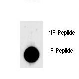 Dot blot of anti-Phospho-LIN28-S134 Phospho-specific antibody on nitrocellulose membrane. 50ng of Phospho-peptide or Non Phospho-peptide per dot were adsorbed. Antibody working concentrations are 0.5ug per ml.