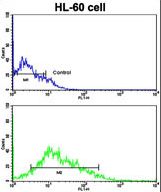 Flow cytometric of HL-60 cells using LIN28B Antibody (bottom histogram) compared to a negative control cell (top histogram). FITC-conjugated goat-anti-rabbit secondary antibodies were used for the analysis.