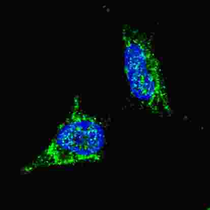 Fluorescent confocal image of SY5Y cells stained with LIN28B antibody. SY5Y cells were fixed with 4% PFA (20 min), permeabilized with Triton X-100 (0.2%, 30 min). Cells were then incubated LIN28B primary antibody (1:100, 2 h at room temperature). For secondary antibody, Alexa Fluor 488 conjugated donkey anti-rabbit antibody (green) was used (1:1000, 1h). Nuclei were counterstained with Hoechst 33342 (blue) (10 ug/ml, 5 min). Note the highly specific localization of the LIN28B immunosignal to the cytoplasm, supported by Human Protein Atlas Data (http://www.proteinatlas.org/ENSG00000187772).