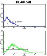 Flow cytometric of HL-60 cells using LIN28B Antibody (bottom histogram) compared to a negative control cell (top histogram). FITC-conjugated goat-anti-rabbit secondary antibodies were used for the analysis.