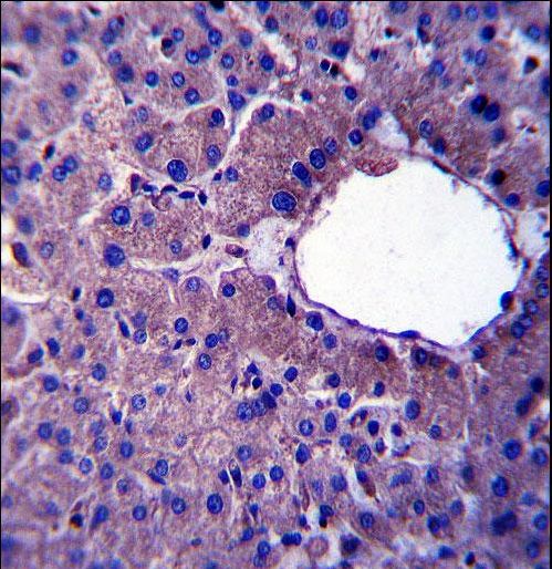 LIN52 Antibody immunohistochemistry of formalin-fixed and paraffin-embedded human liver tissue followed by peroxidase-conjugated secondary antibody and DAB staining.