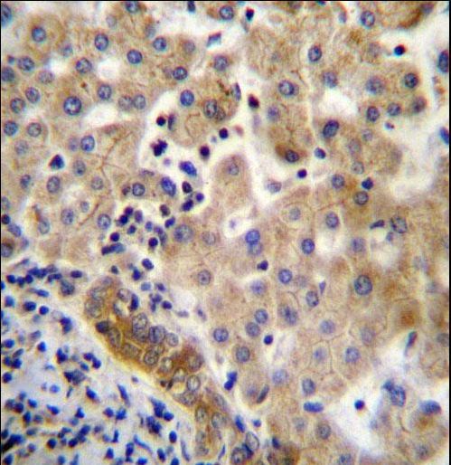 LIN7C Antibody immunohistochemistry of formalin-fixed and paraffin-embedded human liver tissue followed by peroxidase-conjugated secondary antibody and DAB staining.