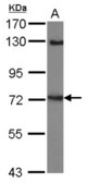 Sample (30 ug of whole cell lysate) A: MCF-7 7.5% SDS PAGE LINGO1 antibody diluted at 1:2000