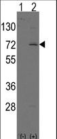 Western blot of LINGO1 (arrow) using rabbit polyclonal LINGO1 Antibody. 293 cell lysates (2 ug/lane) either nontransfected (Lane 1) or transiently transfected with the LINGO1 gene (Lane 2) (Origene Technologies).