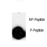 Dot blot of anti-Phospho-LINGO-1(LRRN6A)-pS596 antibody on nitrocellulose membrane. 50ng of Phospho-peptide or Non Phospho-peptide per dot were adsorbed. Antibody working concentrations are 0.5ug per ml.