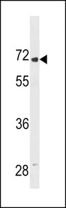LINGO2 Antibody western blot of 293 cell line lysates (35 ug/lane). The LINGO2 antibody detected the LINGO2 protein (arrow).