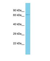 Western blot of LINGO2 Antibody - N-terminal region with human HeLa cells lysate.