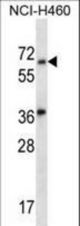 LINGO3 Antibody western blot of NCI-H460 cell line lysates (35 ug/lane). The LINGO3 antibody detected the LINGO3 protein (arrow).