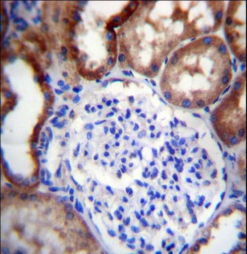 LINGO4 Antibody immunohistochemistry of formalin-fixed and paraffin-embedded human kidney tissue followed by peroxidase-conjugated secondary antibody and DAB staining.