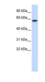 LINGO4 antibody LS-C102107 Western blot of 293T cell lysate.