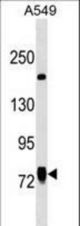 LINS1 Antibody western blot of A549 cell line lysates (35 ug/lane). The LINS1 antibody detected the LINS1 protein (arrow).
