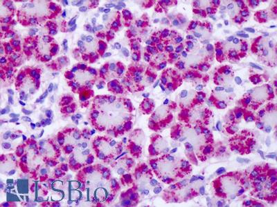 Anti-MGLUR4 antibody IHC of human pancreas. Immunohistochemistry of formalin-fixed, paraffin-embedded tissue after heat-induced antigen retrieval. Antibody LS-A4713 dilution 19 ug/ml.
