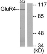 Western blot of extracts from 293 cells, treated with Forskolin 40 nM 30', using mGluR4 Antibody. The lane on the right is treated with the synthesized peptide.