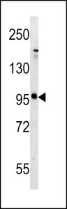 Western blot of Metabotropic Glutamate Receptor 5 (GPRC1E) antibody (C-term T1003) in mouse brain tissue lysates (35 ug/lane). Metabotropic Glutamate Receptor 5 (arrow) was detected using the purified antibody.