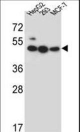 LIPJ Antibody western blot of HepG2,293,MCF-7 cell line lysates (35 ug/lane). The LIPJ antibody detected the LIPJ protein (arrow).