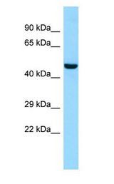 LIPN antibody Western Blot of Fetal Brain.