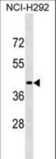 LIPN Antibody western blot of NCI-H292 cell line lysates (35 ug/lane). The LIPN antibody detected the LIPN protein (arrow).