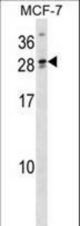 LIPT2 Antibody western blot of MCF-7 cell line lysates (35 ug/lane). The LIPT2 antibody detected the LIPT2 protein (arrow).