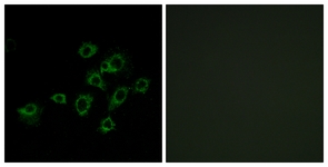 Immunofluorescence of A549 cells, using LILRA1 Antibody. The picture on the right is treated with the synthesized peptide.
