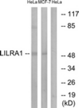 Western blot of extracts from HeLa/MCF-7 cells, using LILRA1 Antibody. The lane on the right is treated with the synthesized peptide.