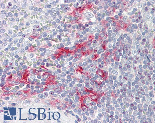 Anti-LITAF antibody IHC staining of human spleen. Immunohistochemistry of formalin-fixed, paraffin-embedded tissue after heat-induced antigen retrieval.