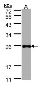 Sample (30 ug of whole cell lysate). A: Hep G2. 12% SDS PAGE. LITAF antibody diluted at 1:1000
