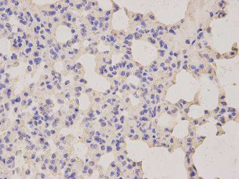 Immunohistochemistry of paraffin-embedded mouse lung using LITAF antibody at dilution of 1:200 (400x lens).