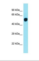 Western blot of Human Fetal Brain. LMAN1L antibody dilution 1.0 ug/ml.