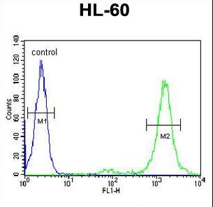 LMA1L Antibody flow cytometry of HL-60 cells (right histogram) compared to a negative control cell (left histogram). FITC-conjugated goat-anti-rabbit secondary antibodies were used for the analysis.