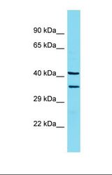 Western blot of Rat Lung. Lman2 antibody dilution 1.0 ug/ml.