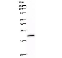 Western blot analysis of immunized recombinant protein, using anti-LMAN2 monoclonal antibody.