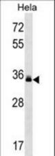LMAN2 Antibody western blot of HeLa cell line lysates (35 ug/lane). The LMAN2 antibody detected the LMAN2 protein (arrow).
