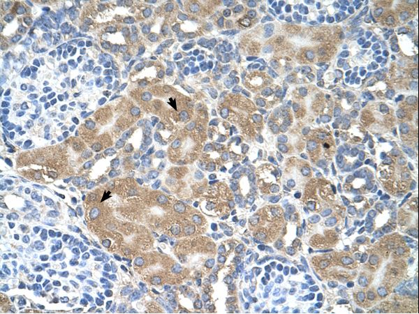 LMAN2 antibody LS-C80932 was used in IHC to stain formalin-fixed, paraffin-embedded human kidney.